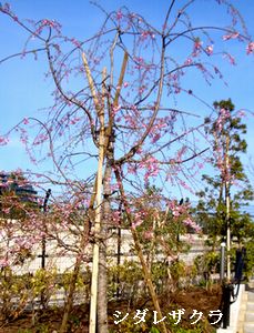 サクラ満開　2014　＠目黒・世田谷_b0044404_8335353.jpg