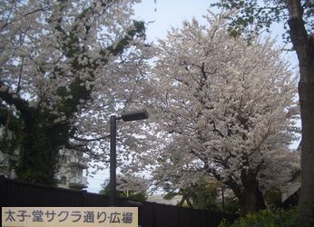 サクラ満開　2014　＠目黒・世田谷_b0044404_843052.jpg