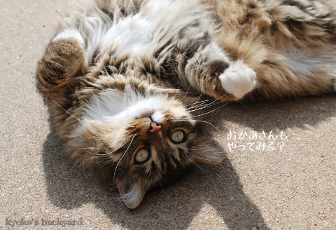 転がる猫からのお誘い_b0253205_047356.jpg