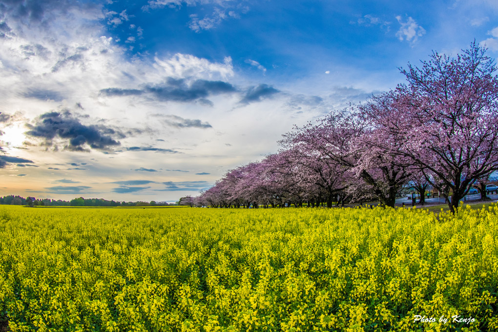 リベンジ、西都原古墳の桜。_a0097006_0123095.jpg