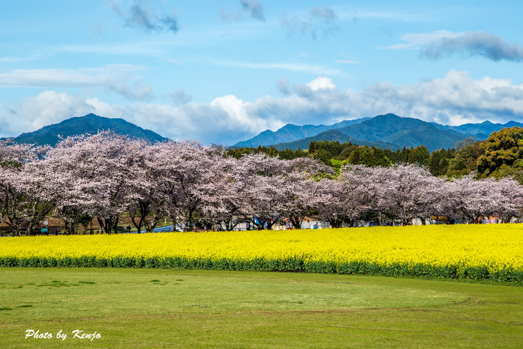 リベンジ、西都原古墳の桜。_a0097006_054070.jpg