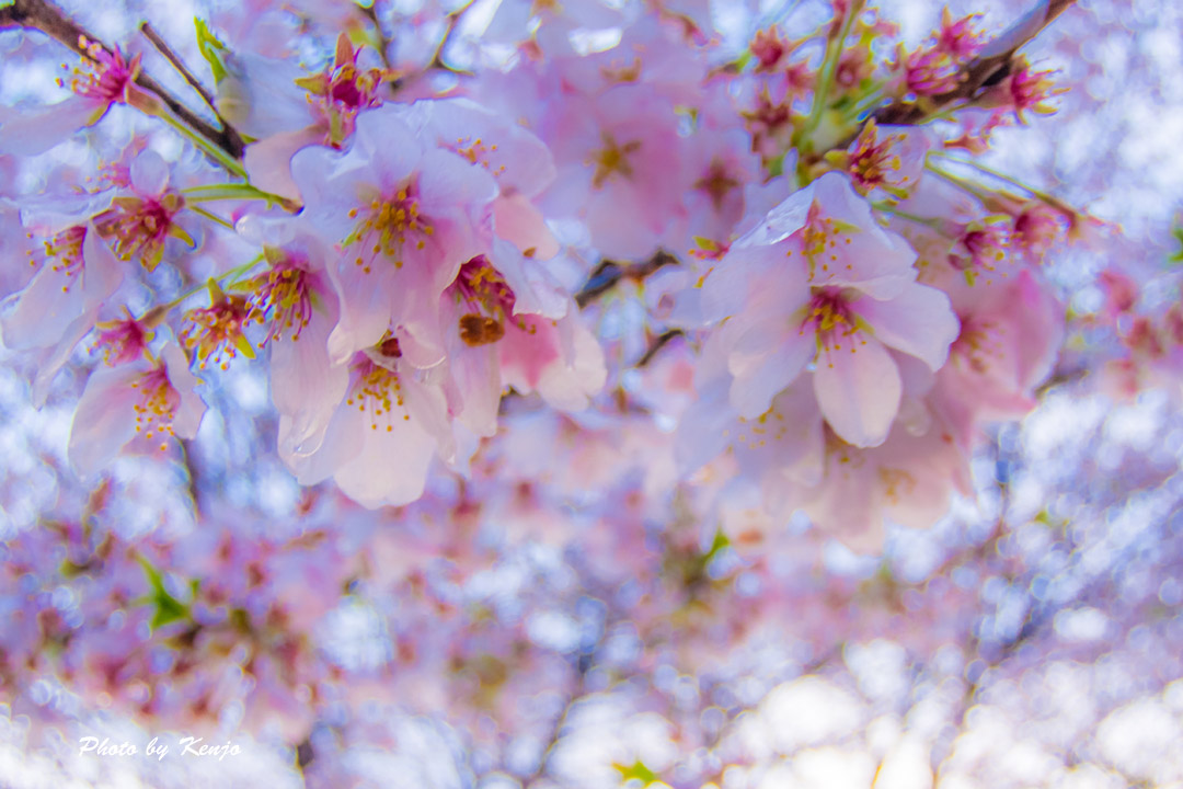 リベンジ、西都原古墳の桜。_a0097006_064026.jpg