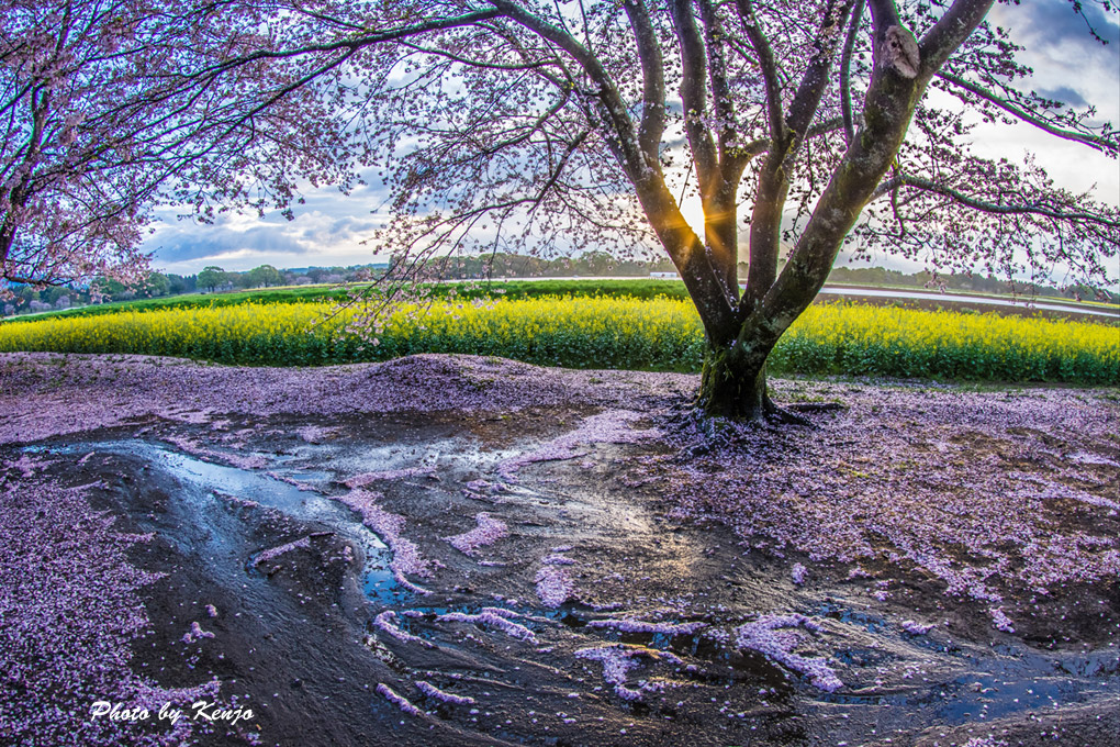 リベンジ、西都原古墳の桜。_a0097006_07146.jpg