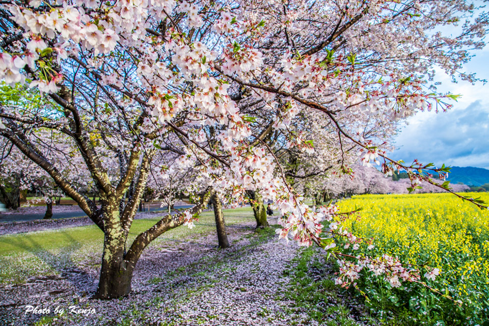 リベンジ、西都原古墳の桜。_a0097006_074322.jpg