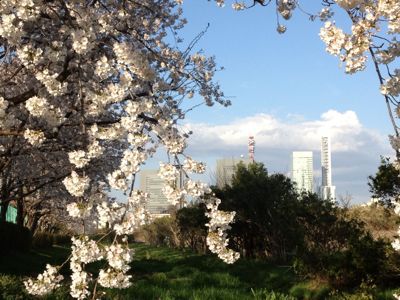 ブログ丸4年に桜道ウォーキング_f0231309_937402.jpg