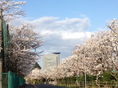 ブログ丸4年に桜道ウォーキング_f0231309_937425.jpg