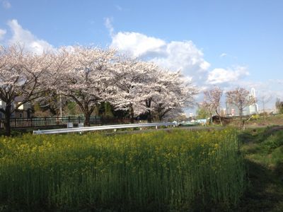 ブログ丸4年に桜道ウォーキング_f0231309_9374326.jpg