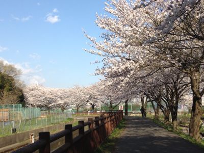 ブログ丸4年に桜道ウォーキング_f0231309_9374433.jpg