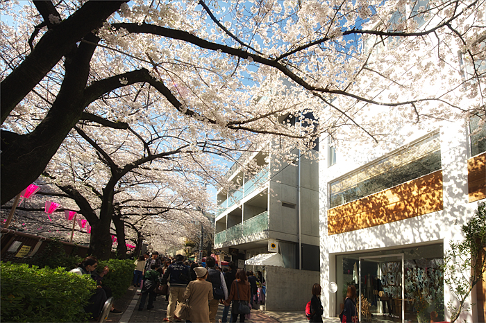 桜～_f0014815_1613592.jpg