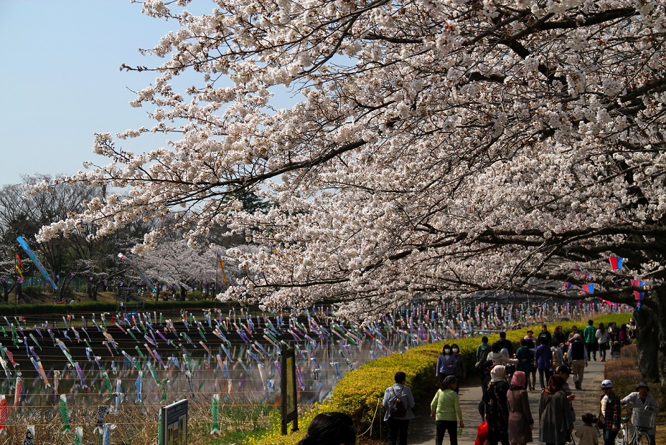 わが町の桜（花見散歩）に出かけてきました。その２（城沼）_f0239515_19194539.jpg