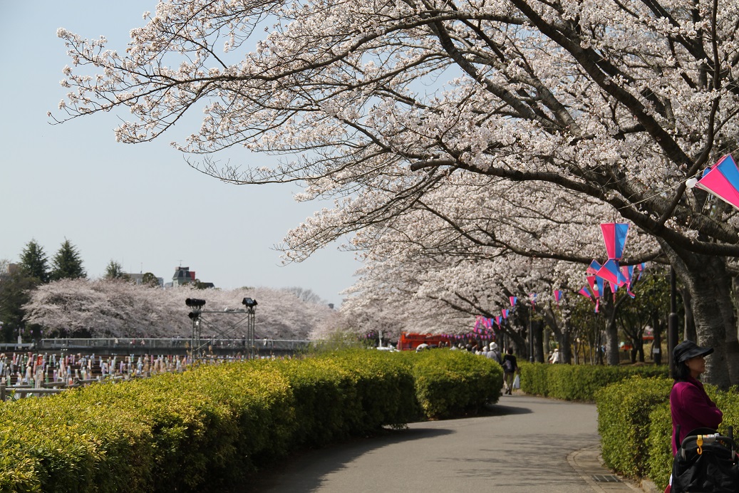 わが町の桜（花見散歩）に出かけてきました。その２（城沼）_f0239515_19221281.jpg