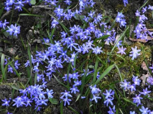 春を告げる小さな青い花 チルターンの風に吹かれてーイギリスの小さな村の小さな庭からー