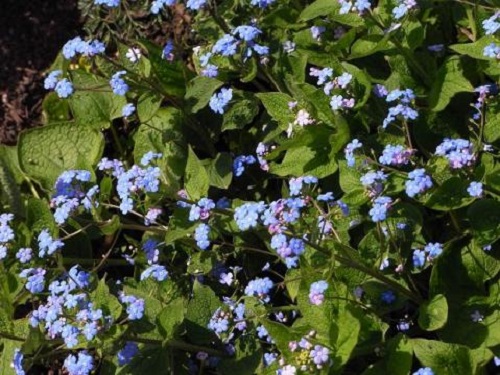 春を告げる小さな青い花 チルターンの風に吹かれてーイギリスの小さな村の小さな庭からー 春を告げる小さな青い花 チルターンの風に吹かれてーイギリスの小さな村の小さな庭からー