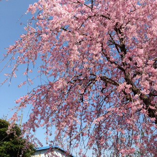 桜_c0152816_2140385.jpg