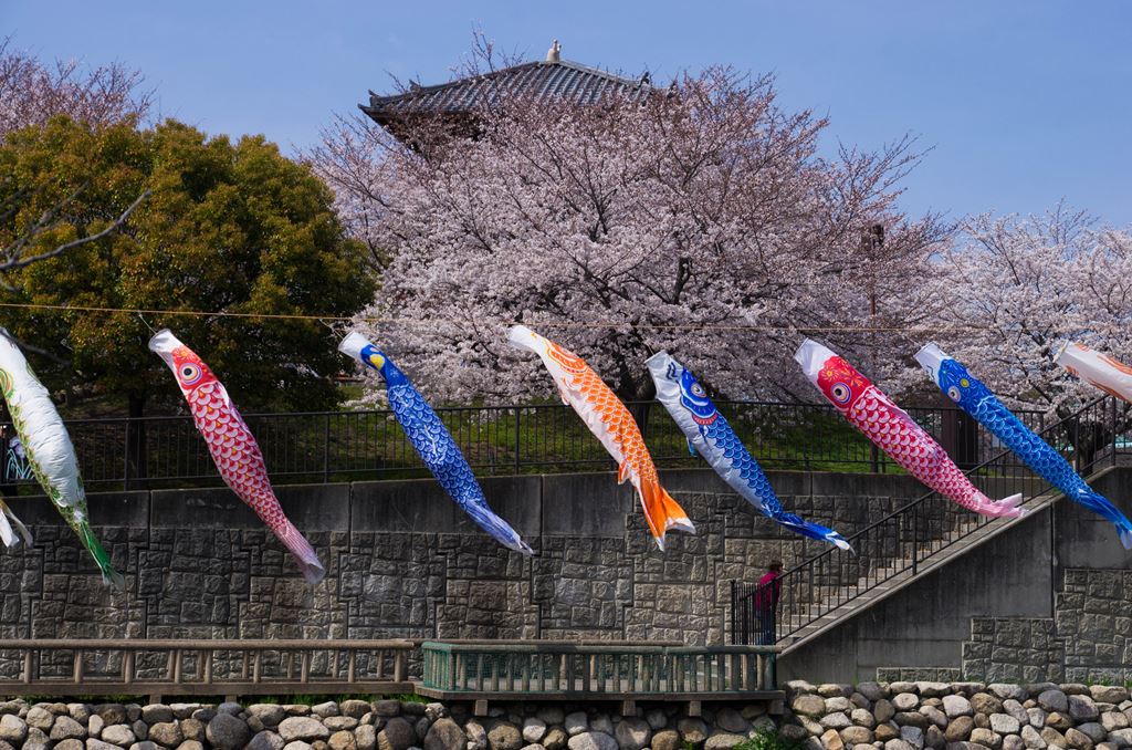 桜と鯉の季節。_f0222919_1531505.jpg