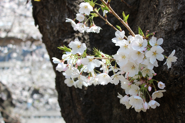 四ツ谷の桜_b0096620_19322850.jpg