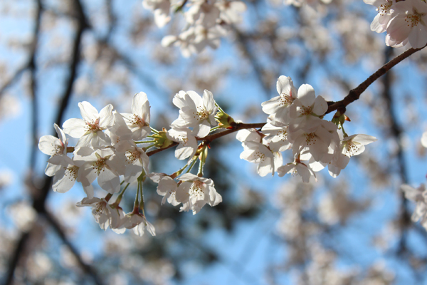 四ツ谷の桜_b0096620_19343612.jpg