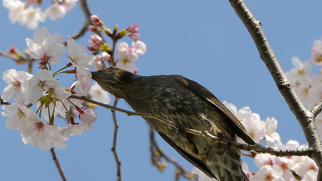 桜　と　ヒ ヨ ド リ　No.2_d0039021_18371712.jpg