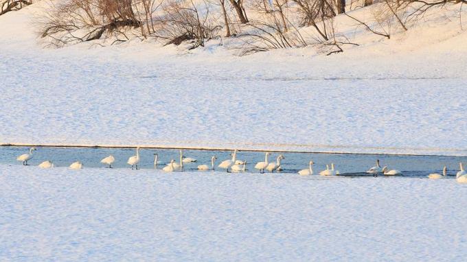 北の森からエゾリスと野鳥便り_d0098721_1954997.jpg