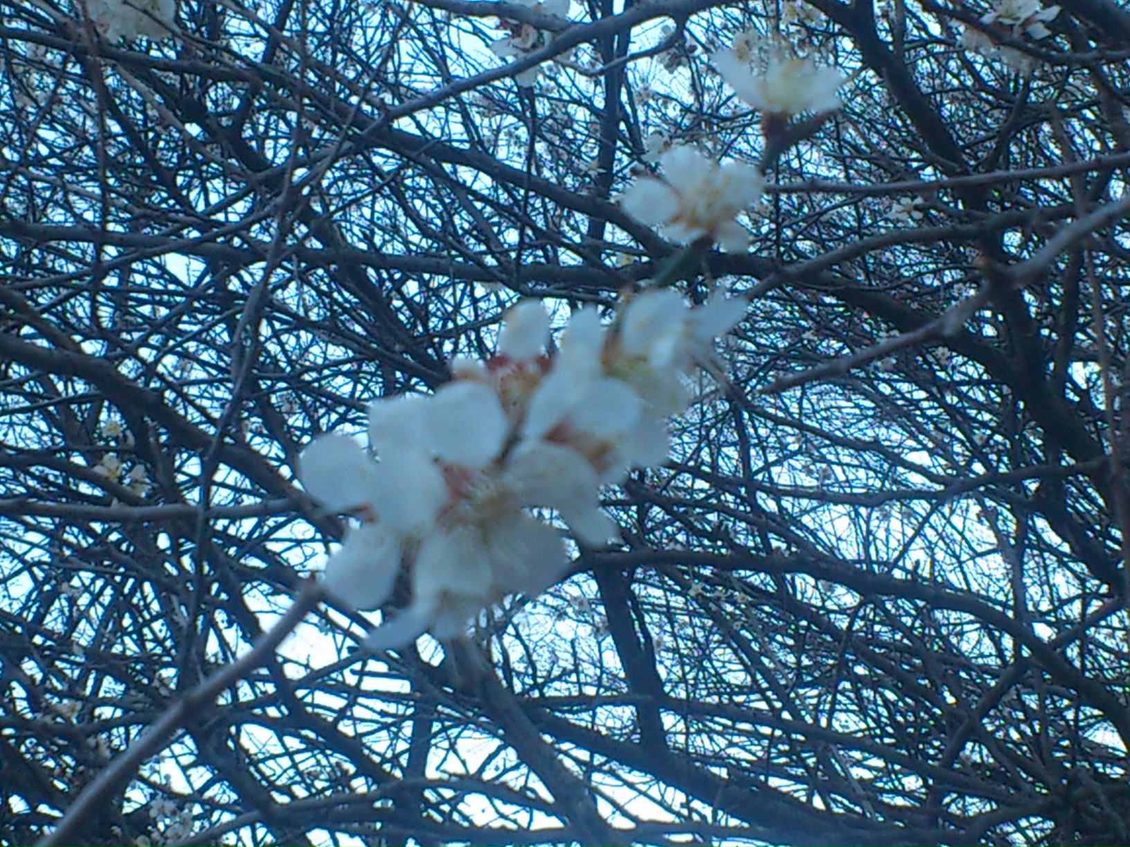 白石城の桜_e0124021_17213526.jpg