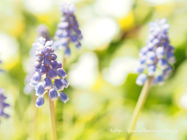 受け継がれる花♪_a0037322_13294222.jpg