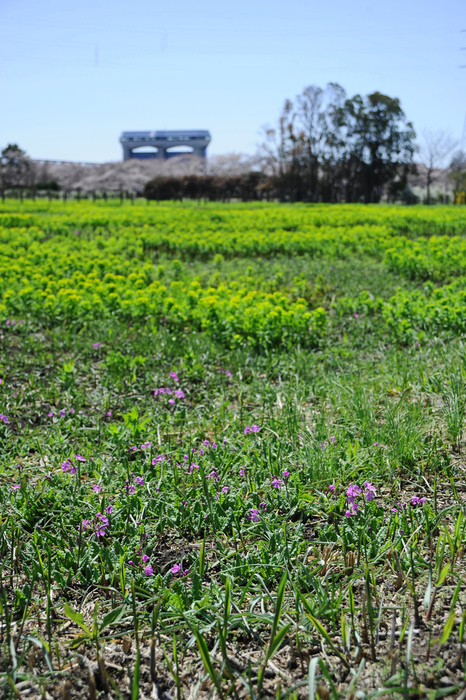 田島ヶ原サクラソウ自生地 さくら草公園 暢気 のんき おやじ 田島ヶ原サクラソウ自生地 さくら草公園 暢気 のんき おやじ