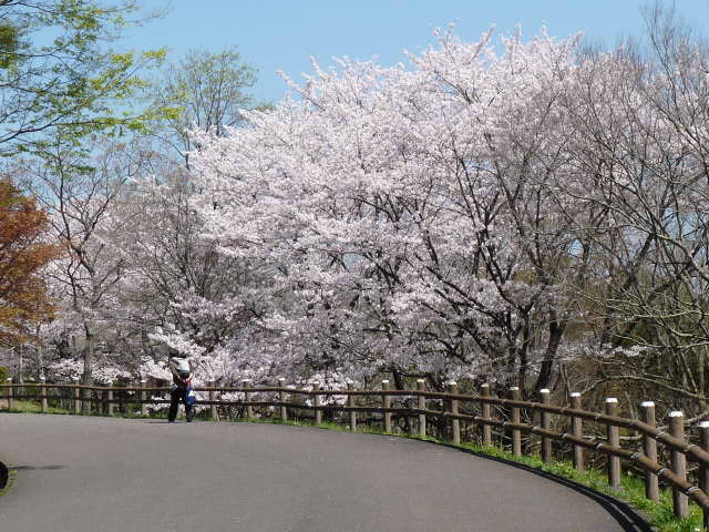 高尾山自然公園の桜が満開 大分スポーツ公園日記