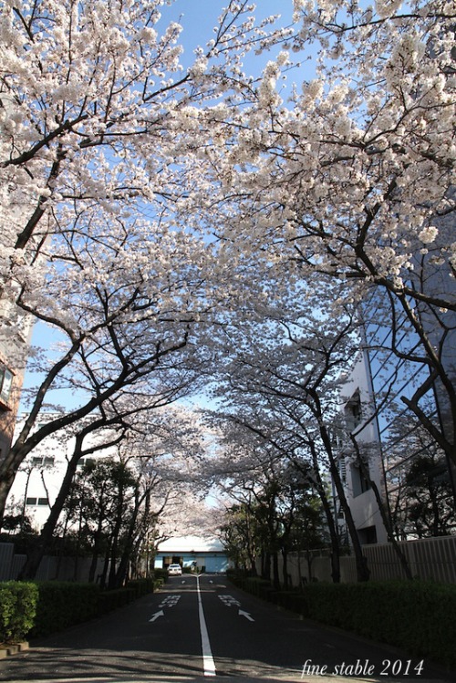 c0240132_66553.jpg