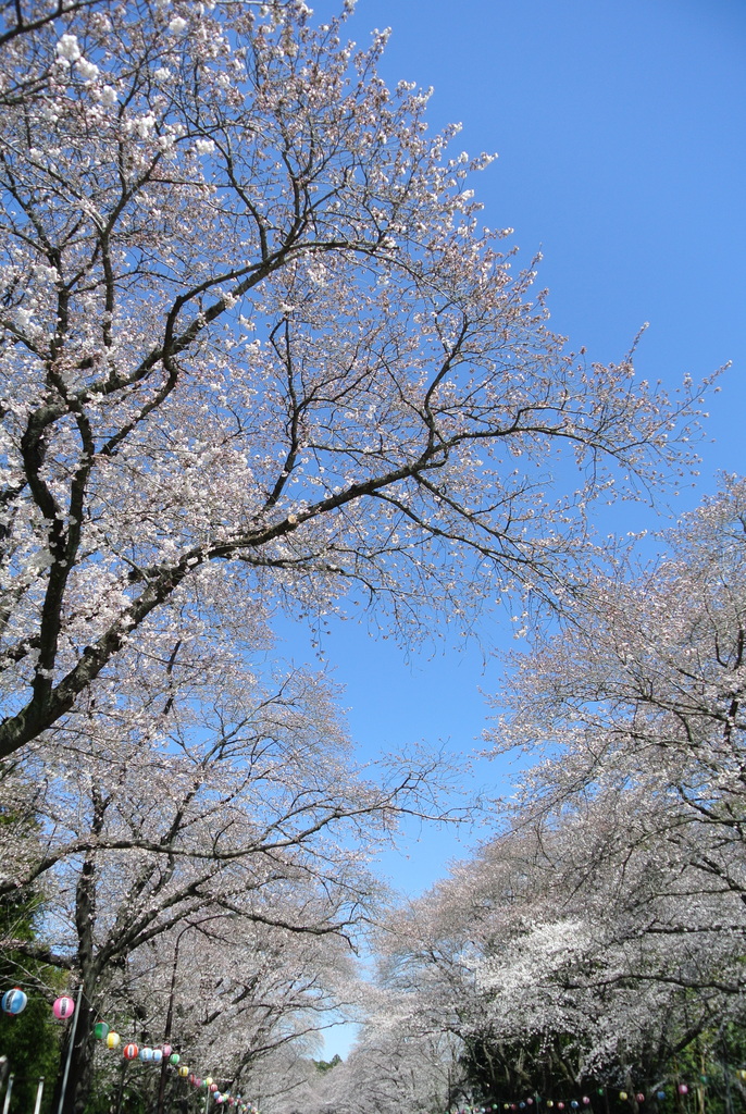 吉高の大桜、小林牧場の桜_e0089232_20111996.jpg