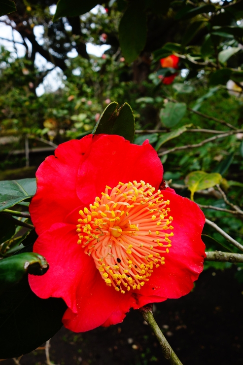 a0287336_1822723.jpg