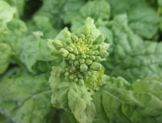 c0184737_2053539.png