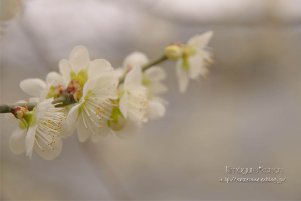 まつりのあと～in 三景園_b0197639_15503884.jpg