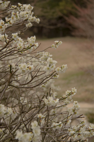 まつりのあと～in 三景園_b0197639_1551970.jpg