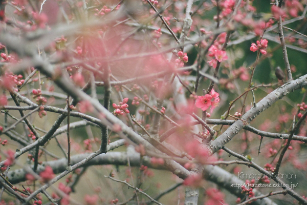 まつりのあと～in 三景園_b0197639_15563310.jpg