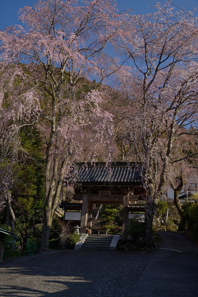 身延山シダレ桜_d0294539_21484126.jpg