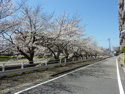 サクラ、さくら、桜、ＳＡＫＵＲＡ♪_f0228539_17485435.jpg
