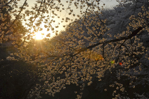 朝日と桜_b0087840_936417.jpg