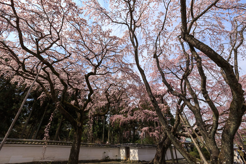 醍醐寺〜三宝院のしだれ桜〜_b0325840_18245936.jpg