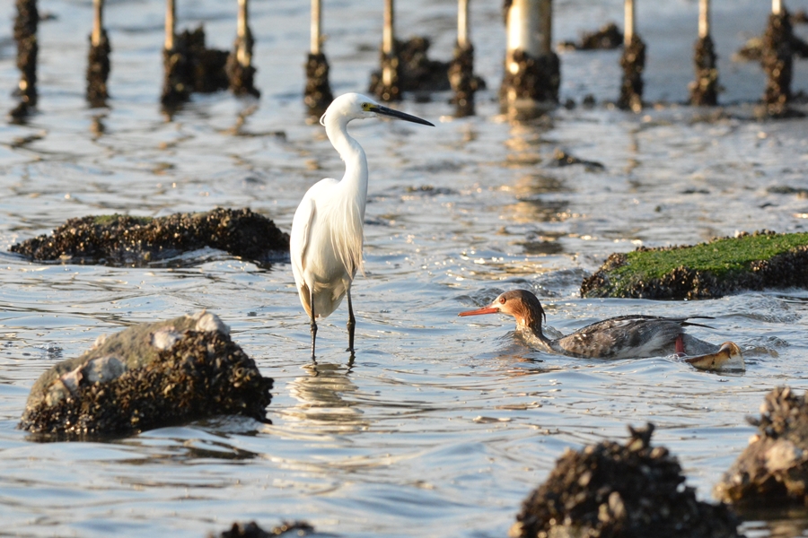 ウミアイサ（海秋沙）/Red-breasted Merganser_b0309841_1381840.jpg