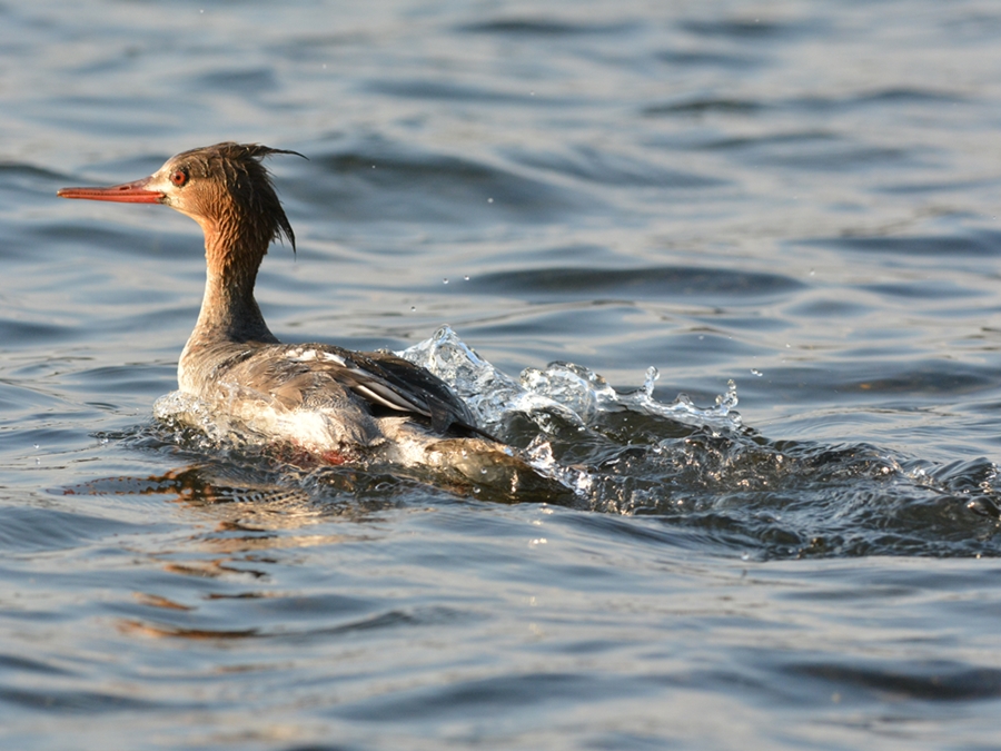 ウミアイサ（海秋沙）/Red-breasted Merganser_b0309841_1393361.jpg