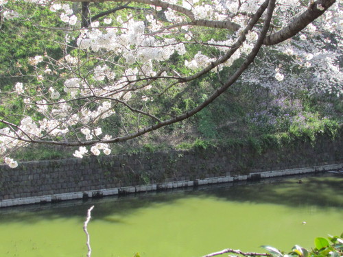 ４月４日　　千鳥ヶ淵の桜です。_f0117041_1726840.jpg