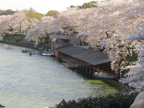 ４月４日　　千鳥ヶ淵の桜です。_f0117041_17273381.jpg