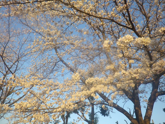 今日から4月。週末は花見したいなあ・・・。_a0139242_661128.jpg