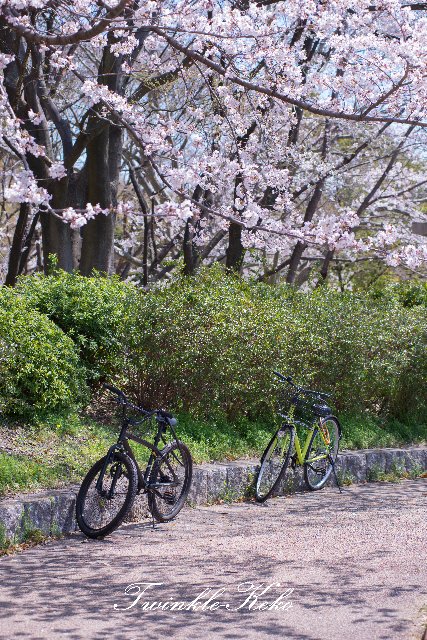 桜花休暇。。。_f0158043_20504355.jpg