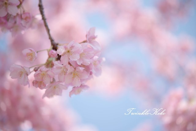 桜花かんざし_f0158043_21162754.jpg