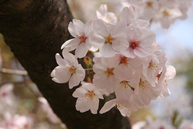 桜、満開_f0234644_187728.jpg