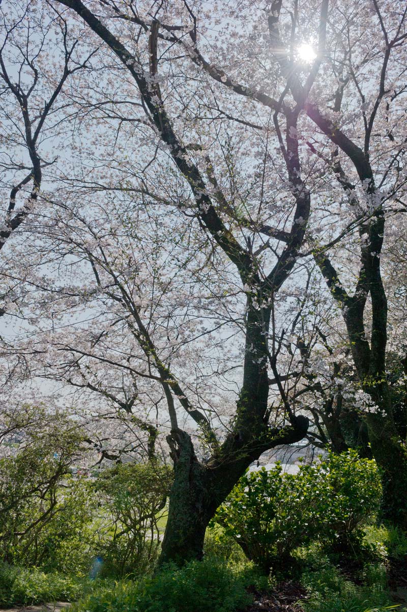 大浦神社 福岡県糸島市南風台 空 sora そら 大浦神社 福岡県糸島市南風台 空 sora そら