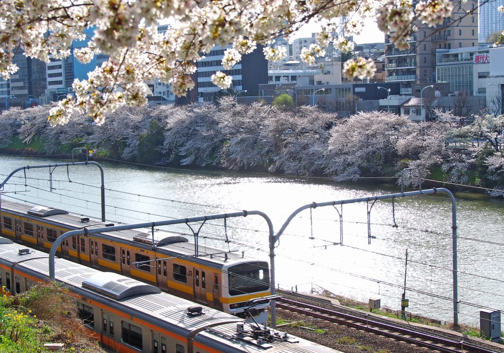 外濠公園の桜と電車　☆_d0146247_173036100.jpg