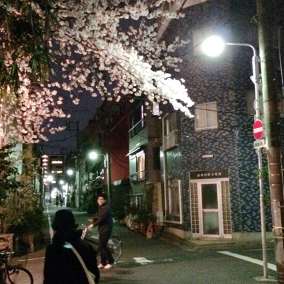 syuro/桜_b0129548_0352980.jpg