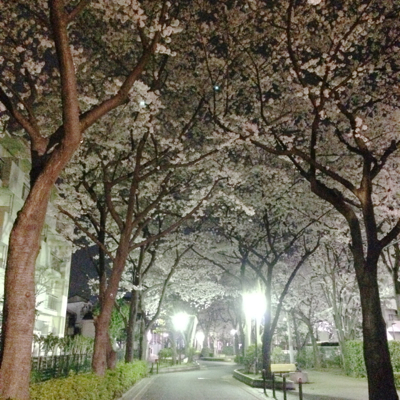 syuro/桜_b0129548_035721.jpg